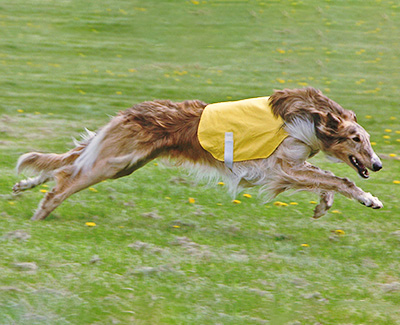 Top Versatility Borzoi 2008